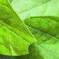 Shahi paan mukhwas